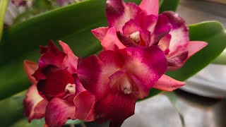 Affordable premium plant collection 0878-7501-3075