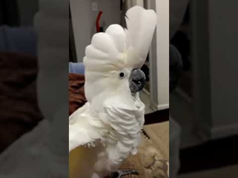 Cockatoo dancing #cockatiel #birds #parrot #drums #pets #1millionviews #cockatoos #animal #beautiful