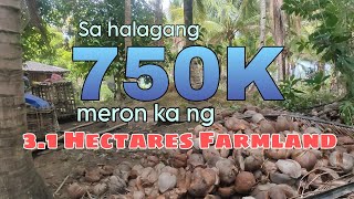 lot #29 | 3.1 Hectares Farmland for only 24 pesos per sqm 😲. Calauag, Quezon 📍