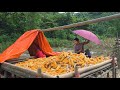 Single mother Ly Tieu Ca was unfortunate enough to encounter stormy weather while harvesting corn.