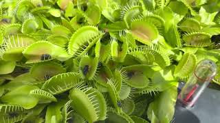 Valley of death
Venus Flytrap catches them all. Valley of death