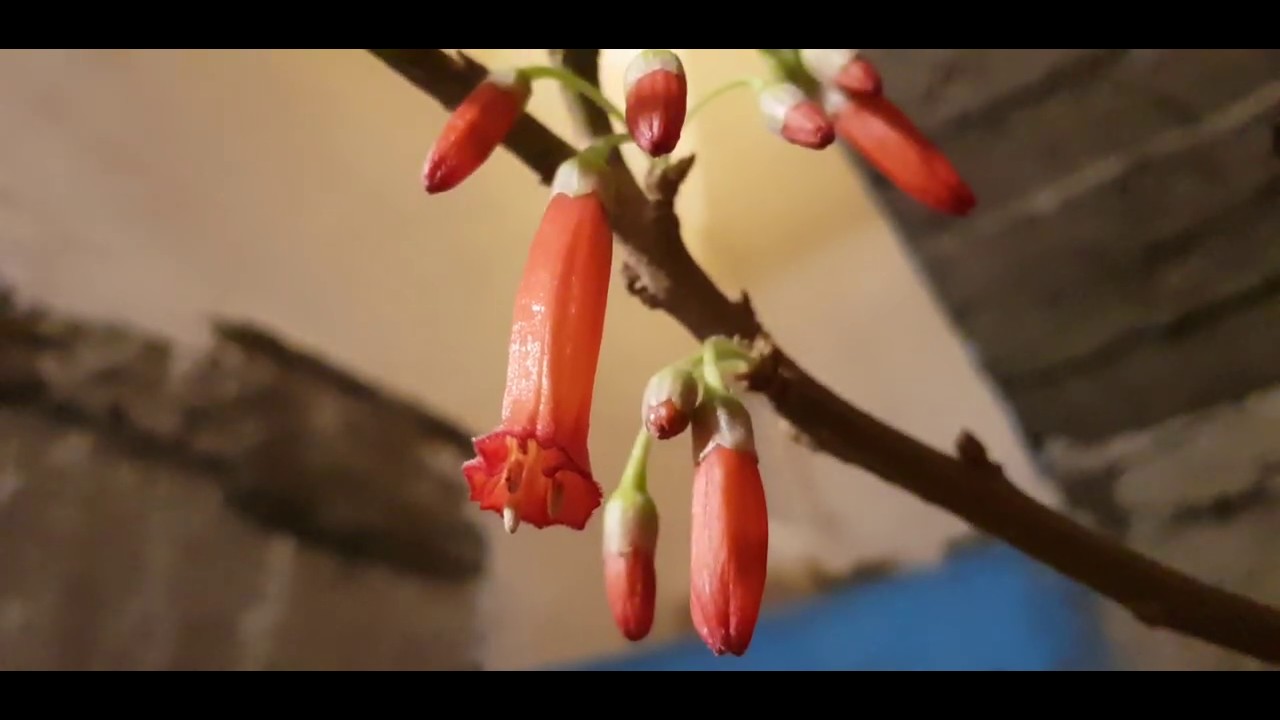 Iochroma fuchsioides zakwitła w chłodnym i ciemnym garażu 3 III.2020r