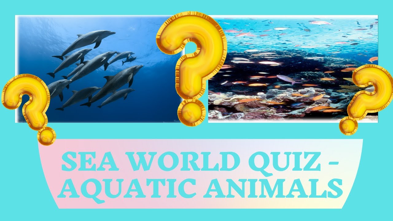 Sea World Quiz YouTube