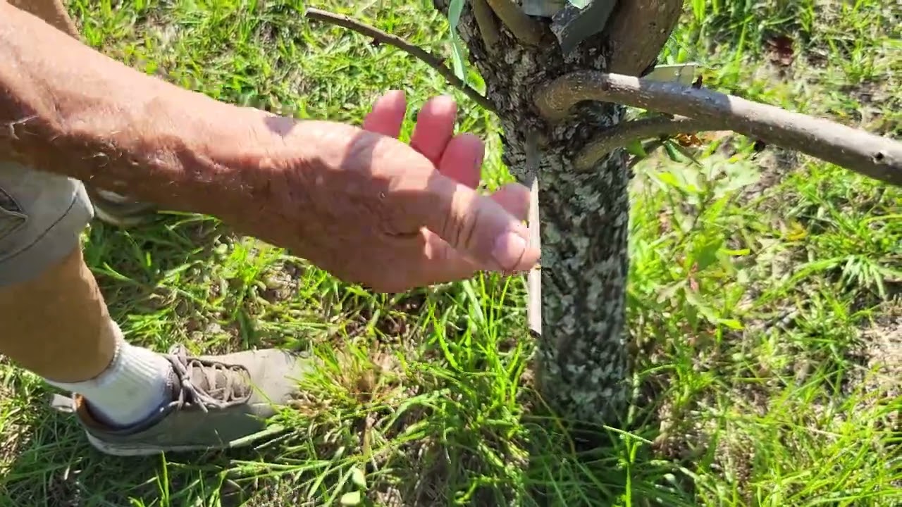 How to plant an LSU Purple Fig tree.