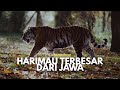Kepunahan Harimau Ngandong dari Tanah Jawa