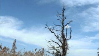 Red Sparowes - Giving Birth To Imagined Saviors