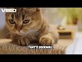Goodwill concept explained in one shot