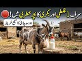 Sirf ek ghlti or bakri ka bucha khatry men| bakri k buchy ko dood pilany ka Sahi treqa