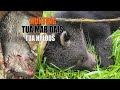 hunting / เลาะป่ายิงได้หมีขอใหญ่มาก / yos hav zoo tua tau nploos thiab mab dais loj tiag2 9/5/2021