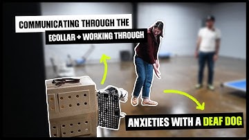 Communicating Through The Ecollar & Working Through Anxieties With A Deaf Dog