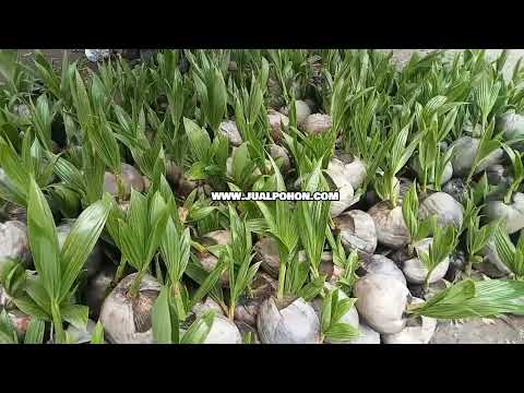 Miliki Bibit Kelapa Genjah Entog Berkualitas Tinggi!