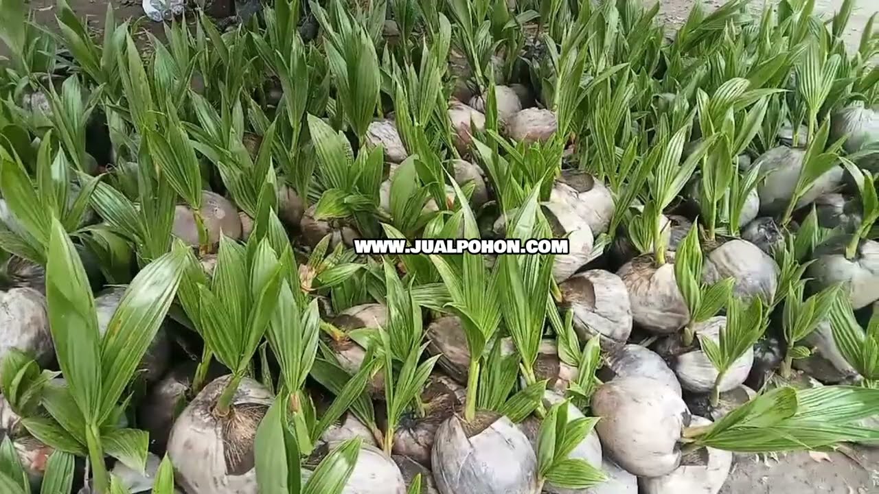 Miliki Bibit Kelapa Genjah Entog Berkualitas Tinggi!