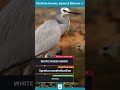 White-faced Heron Explained | The Versatile Hunter of Land &amp; Water