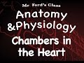 Cardiovascular System and Heart Chambers Quiz