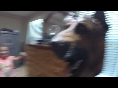 dog-mask-prank