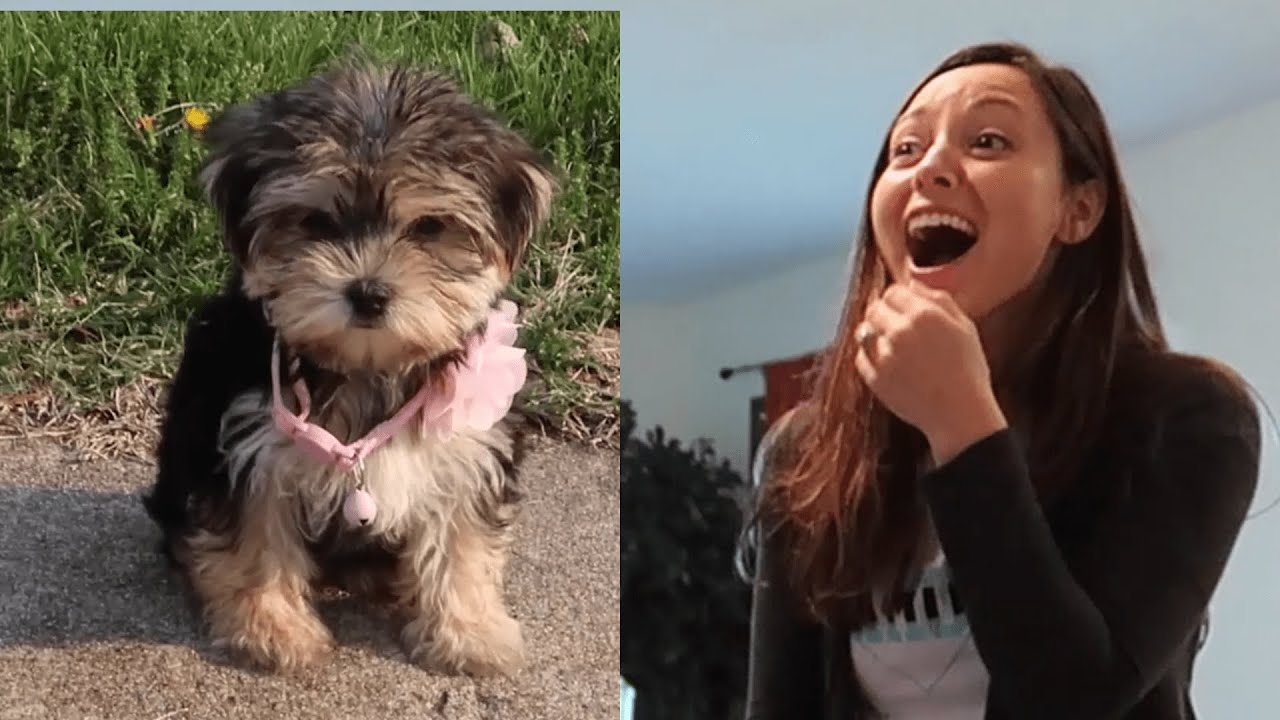 petco hours Best Gift EVER | People Surprised with Pets for Christmas