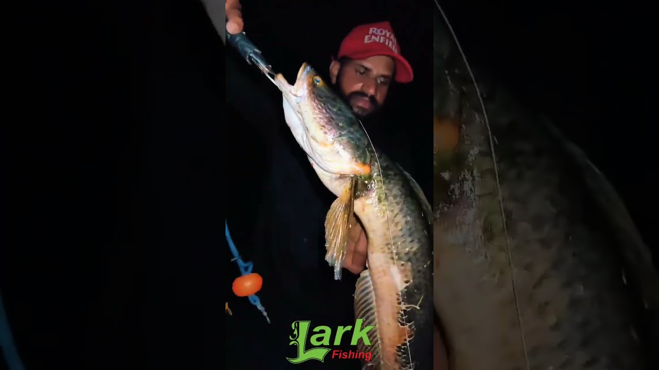 Lark Fishing Pelican 🎣🥰💞🐸