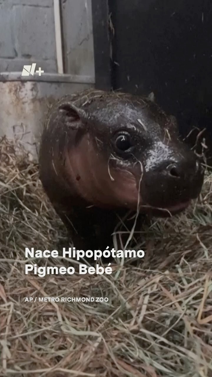 Nace un hipopótamo pigmeo bebé, especie en peligro de extinción - N+ #shorts
