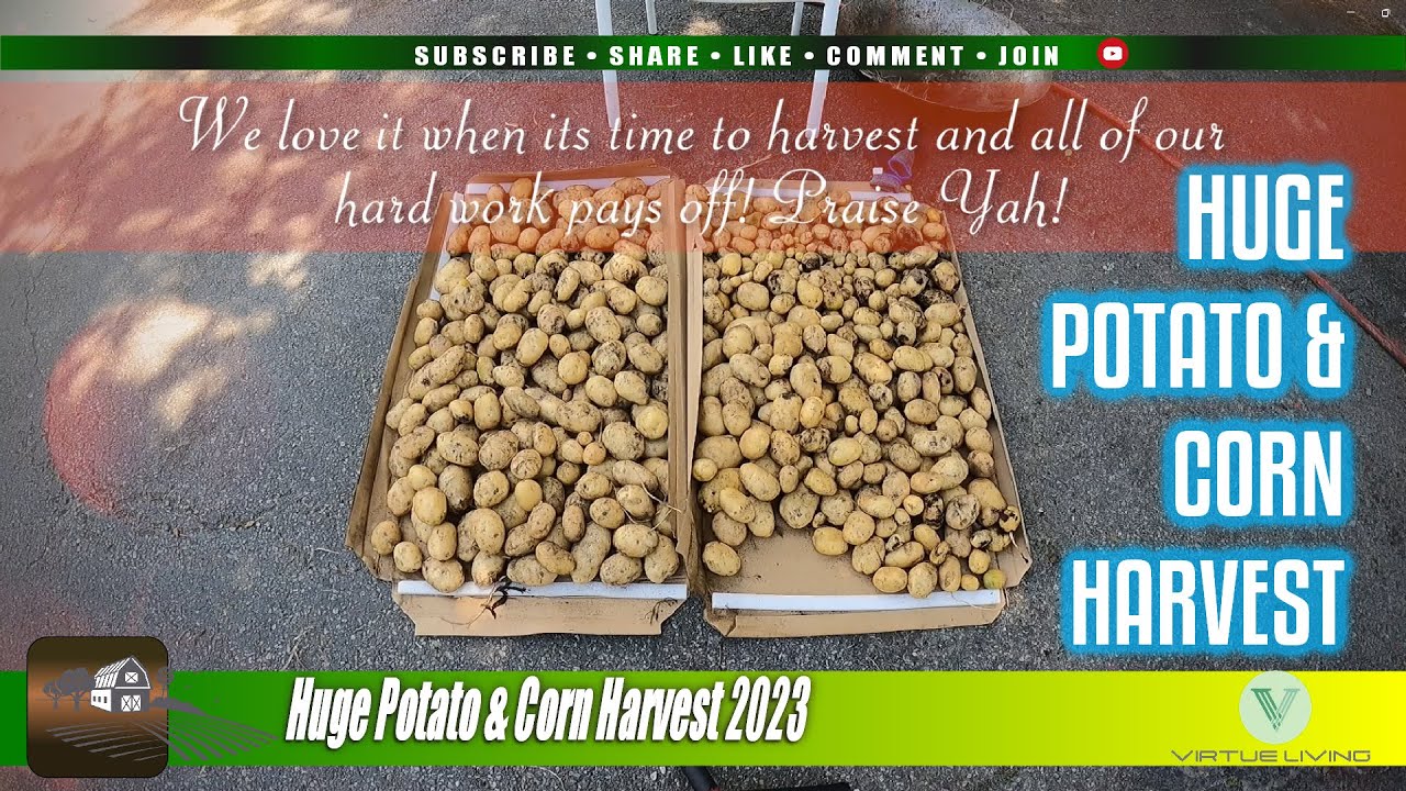 Huge Potato & Corn Harvest Did you know that you can grow potatoes