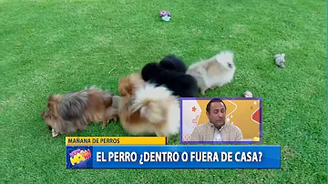 ¿Los perros son más felices dentro o fuera de casa?