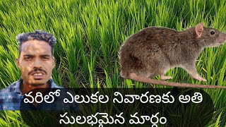 How To Control Rats In Paddy వరిలో ఎలుకల నివారణకు అతి సులభమైన మార్గం