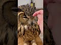 フクロウさんに怒られる GET ANGRY WITH OWL ベンガルワシミミズク フクロウさんに怒られる GET ANGRY WITH OWL ベンガルワシミミズク