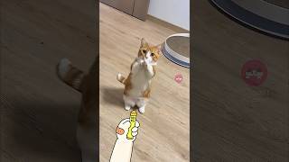 This doodle hand is SO ANNOYING! 😹 #funnycats  #cutecat #catdoodles #oopsmeow