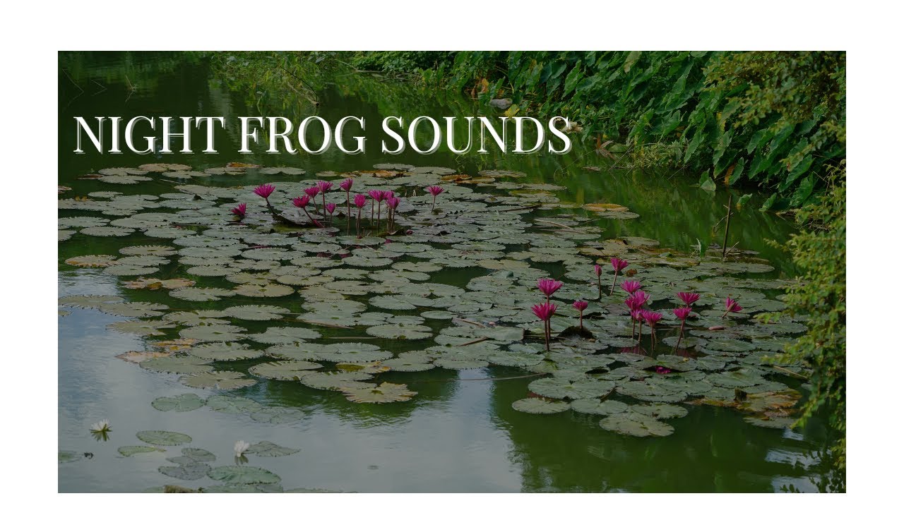 Night Frogs Croaking by the Pond | Relaxing Nature Sounds