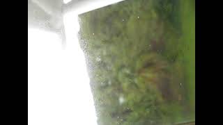 SANSA Airlines flight take off from Tortuguero, Costa Rica