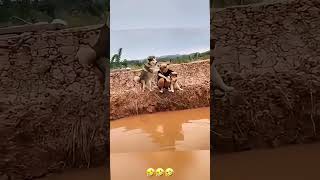 #memes #funny #animalvideos #cute #cat #dog #Animals #avee_player
