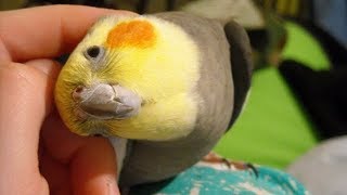 Cokatiel Parrot is so cute - Cute Parrots Doing Funny Things Compilation
