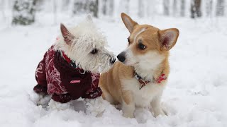 Westie and Corgi Playing In The Snow  Bakse and Mona