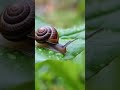 Slow steps, peaceful journey#SnailLife #SlowNature #TinyWorld #MacroMoments #viralvideo