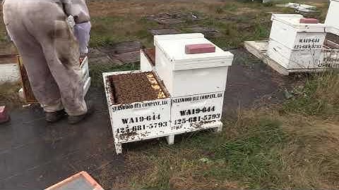 Setting up a Cell Starter / Finisher Colony - Stanwood Bee Company, LLC