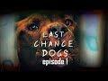 Осторожно, злая собака! - серия 1| Last Chance Dogs - episode 1