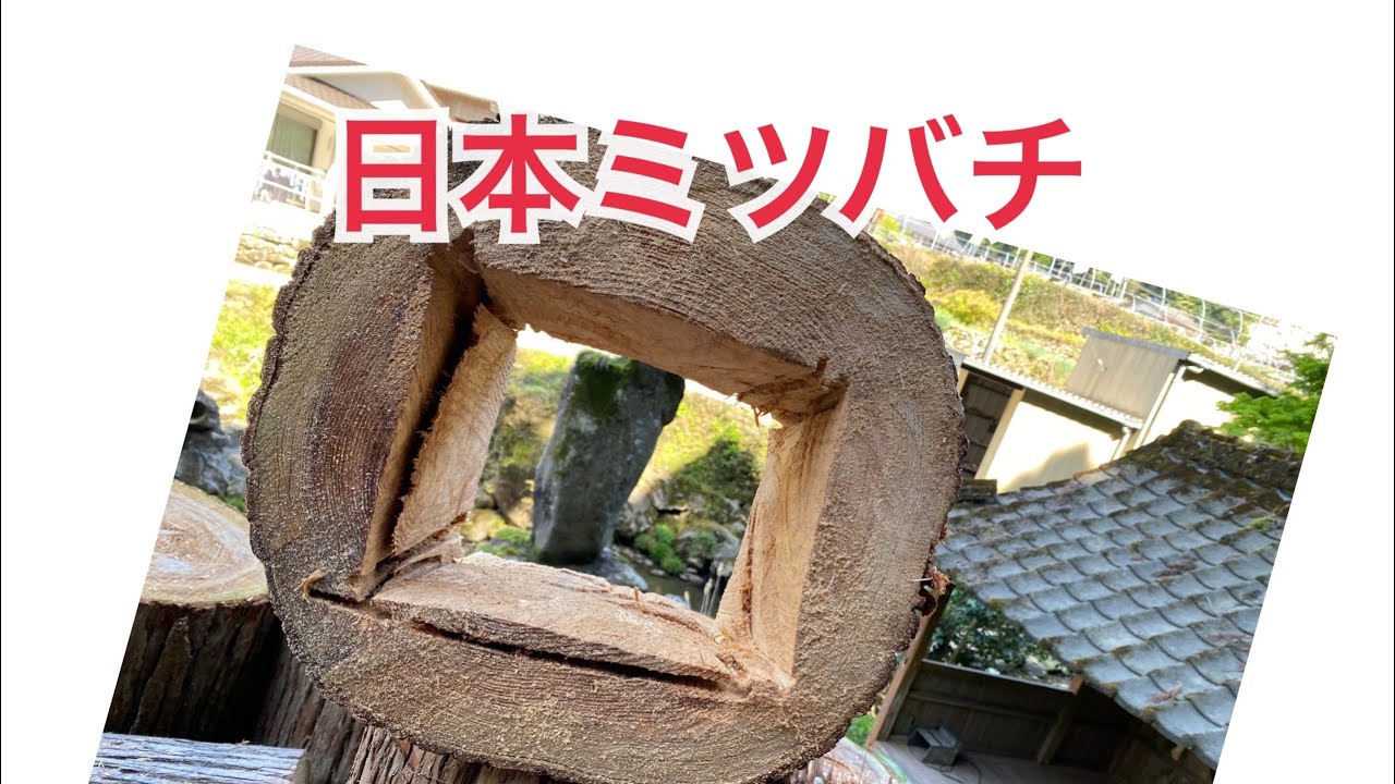 日本ミツバチ】【丸洞箱作り】【千年の秘境暮らし】 - YouTube