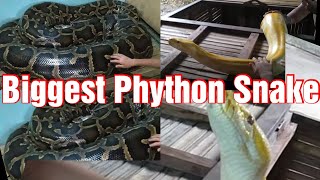 Biggest Phython in Bohol Philippines | Humongous Snake in Bohol | Yellow Snake