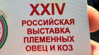 24 Российская Выставка Племенных Овец и Коз г. Каспийск Дагестан #выставка овец 2024