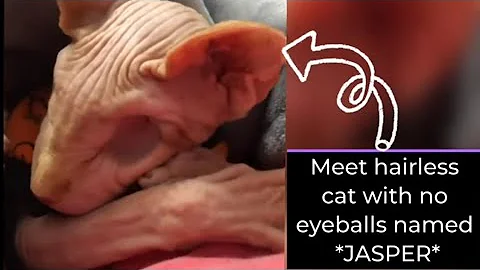 Watch the video about Hairless cat without eyeballs become an internet sensation