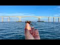 Catching fish every cast around this huge bridge using live crabs  shrimp catch clean  cook