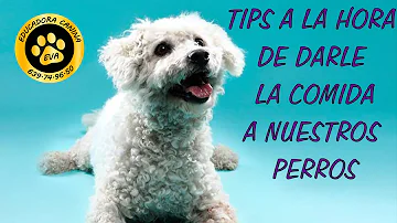 ¿A qué horas debe dar de comer a su perro?