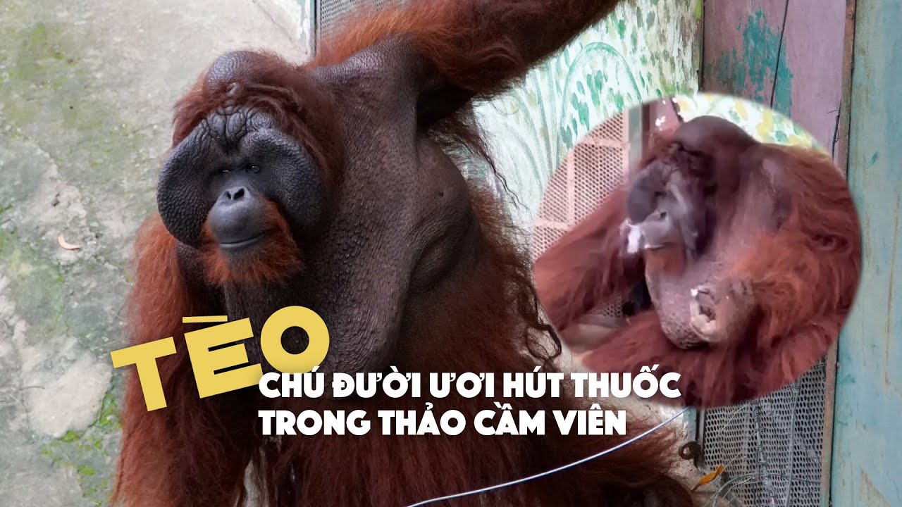 Gặp Tèo - Chú Đười Ươi Hút Thuốc Trong Thảo Cầm Viên: Nhân Viên Bất Lực! -  Youtube