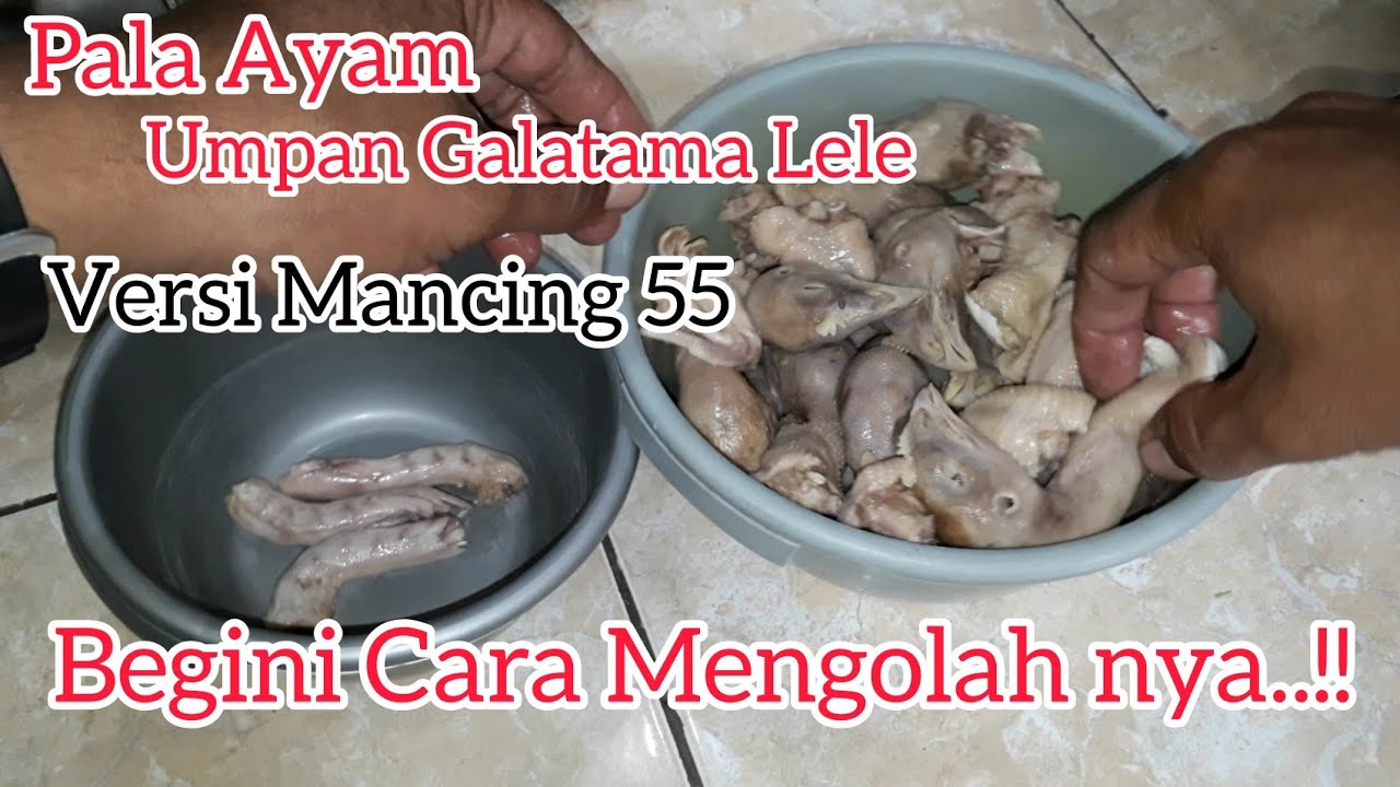 Cara Mengolah Kepala Ayam Untuk Umpan Galatama Lele #palaayam #galatama #lele