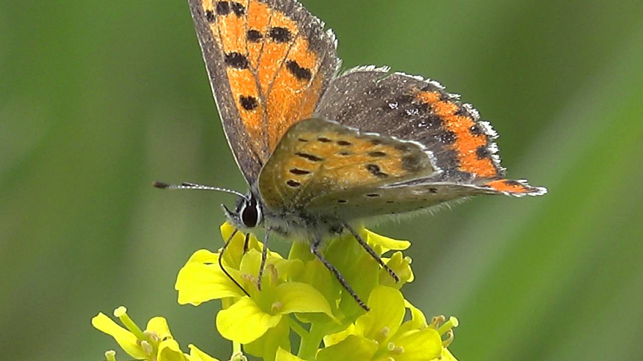 春の野に舞うベニシジミ 日本の春旅 信州小布施 Youtube