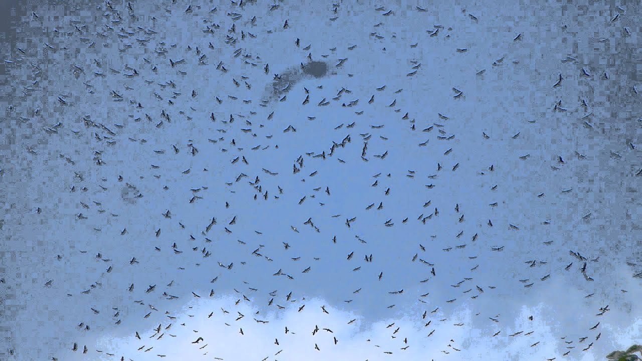 Hawk migration - kettling over Summit Gardens, Panama #2