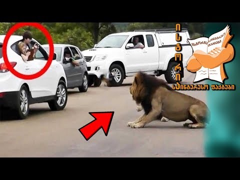 ცხოველების ადამიანებზე თავდასხმის უცნაური შემთხვევები