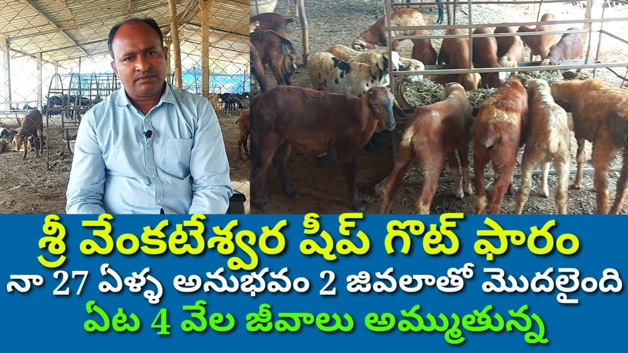 SRI VENKATESWARA FARM SUCCESS SHEEP FARM పొట్టేళ్ల పెంపకంలో సుధీర్ఘ అనుభవం