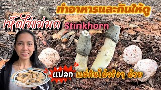 ลองกินเห็ดไ่ข่แม่มด หรือเห็ดเหม็น Stinkhorn เฮ้ย! กินได้จริงๆ