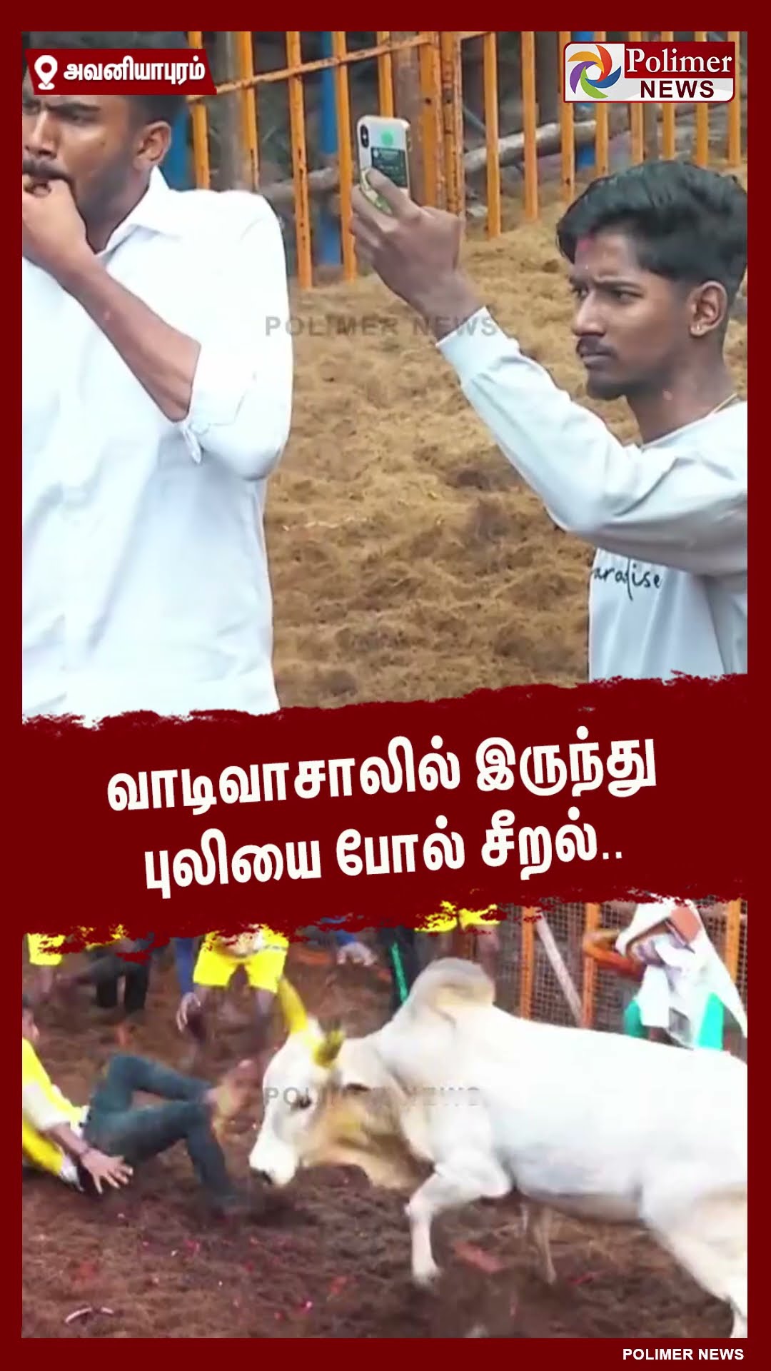 வாடிவாசாலில் இருந்து புலியை போல் சீறல்..#shorts | #avaniyapuramjallikattu