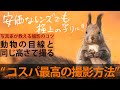 【動物撮影】写真家が明かす、他の人とは違う動物写真撮影のための「唯一」かつ「コスパ最高」のコツ!
